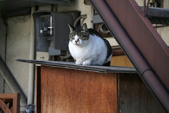 太田区のねこ
