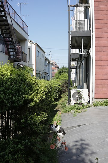 太田区のねこ