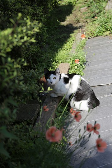 太田区のねこ