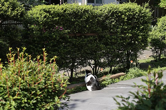 太田区のねこ