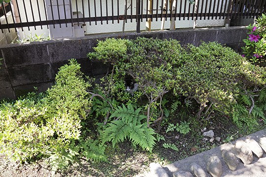 太田区のねこ