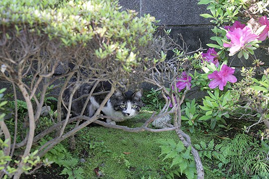太田区のねこ