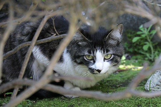 太田区のねこ