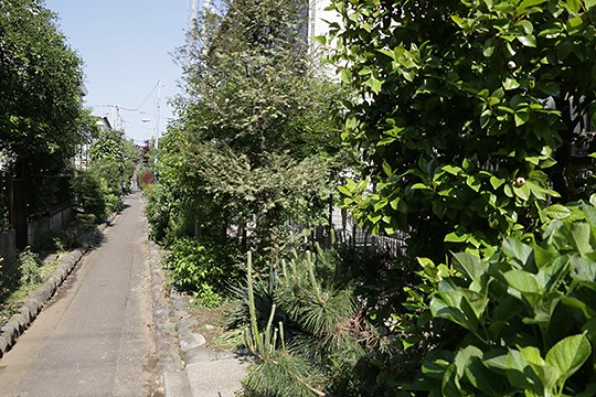 太田区のねこ
