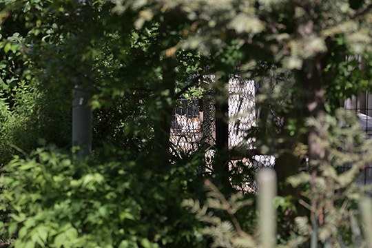 太田区のねこ