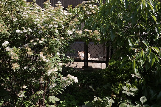 太田区のねこ