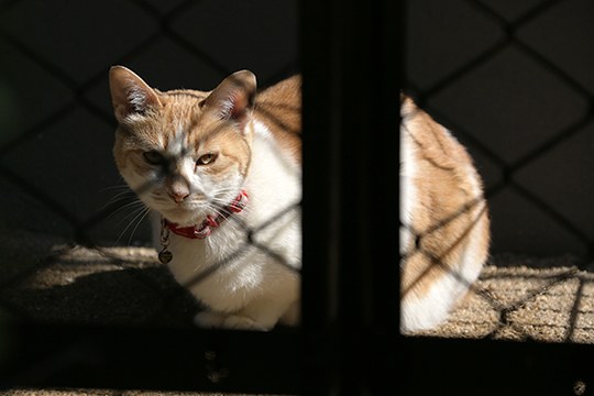太田区のねこ