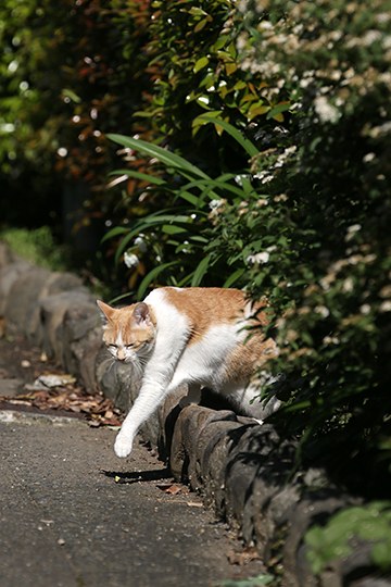 太田区のねこ