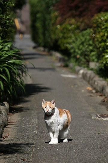 太田区のねこ