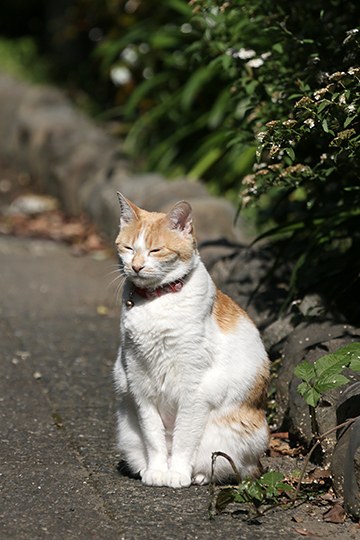 太田区のねこ