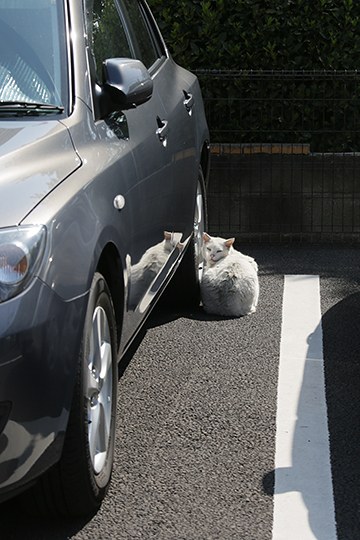 太田区のねこ