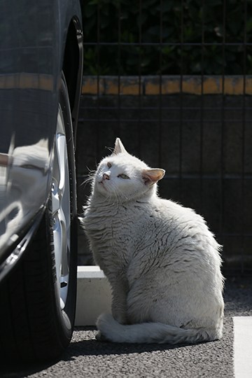 太田区のねこ