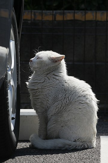 太田区のねこ