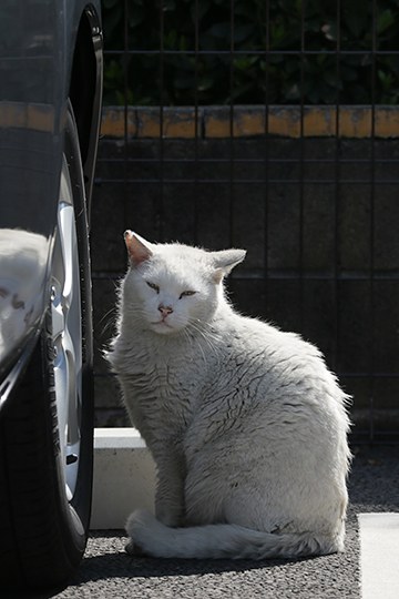 太田区のねこ