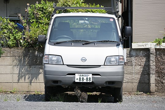 太田区のねこ
