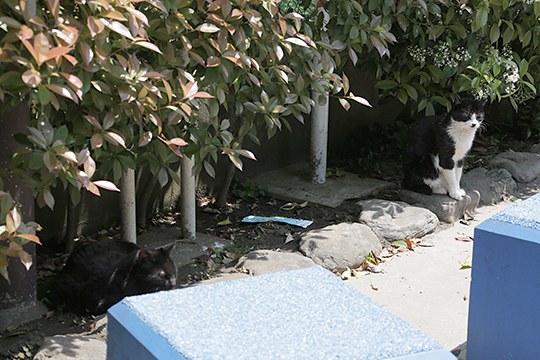 太田区のねこ