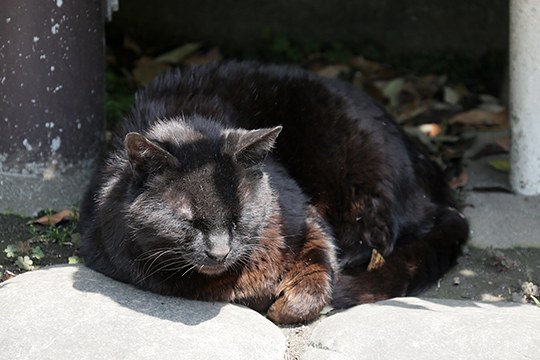太田区のねこ