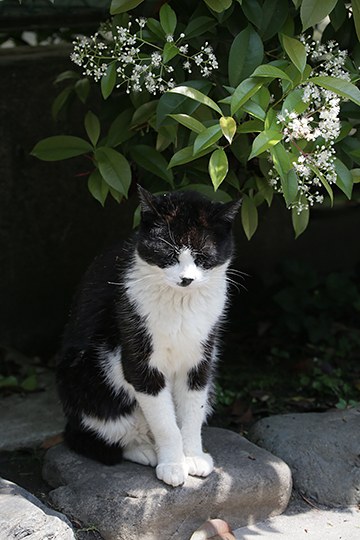 太田区のねこ