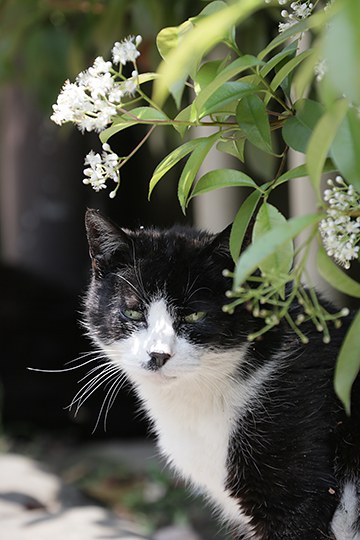 太田区のねこ