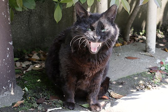 太田区のねこ