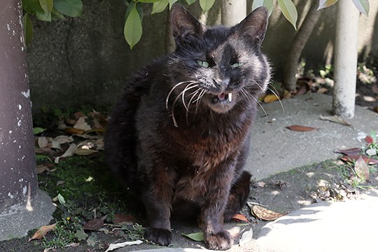 太田区のねこ
