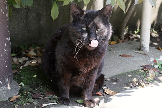 太田区のねこ