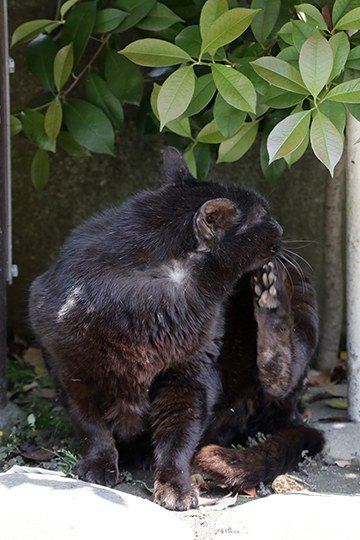 太田区のねこ