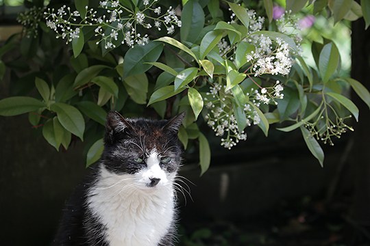 太田区のねこ