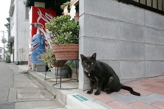 太田区のねこ