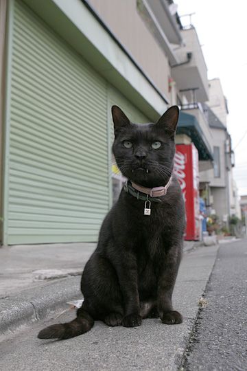 太田区のねこ