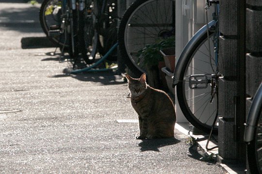 太田区のねこ