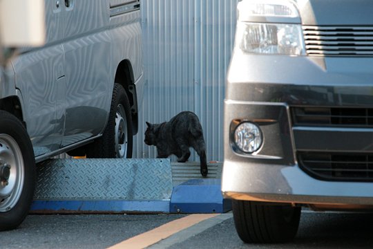 太田区のねこ