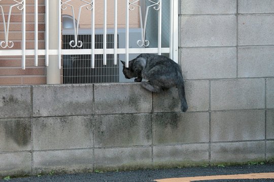 太田区のねこ