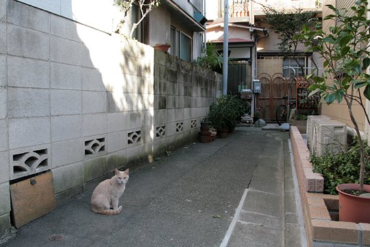 太田区のねこ
