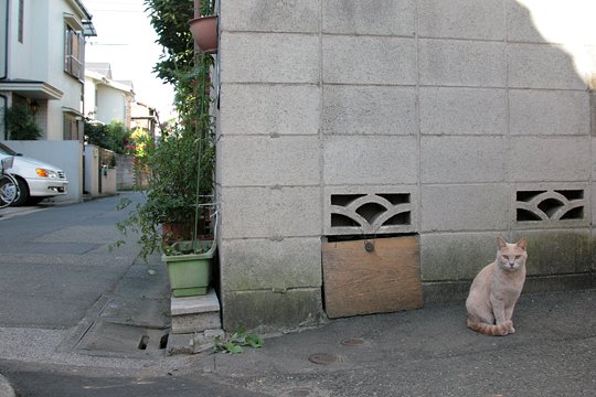 太田区のねこ