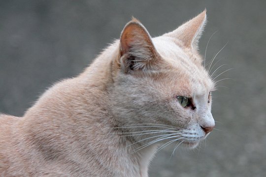 太田区のねこ