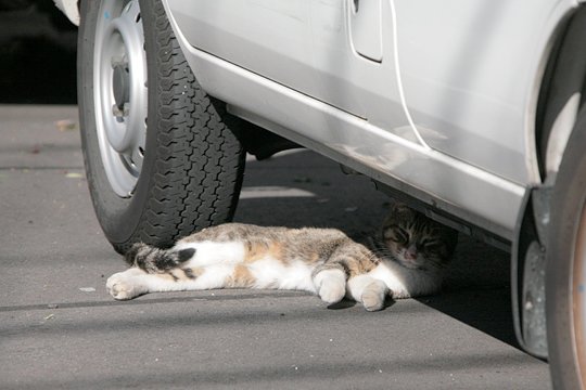 太田区のねこ