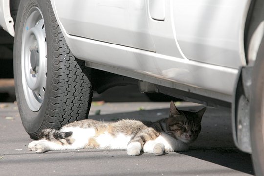 太田区のねこ