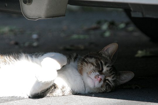 太田区のねこ