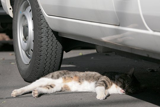 太田区のねこ