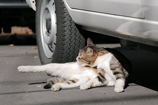 太田区のねこ