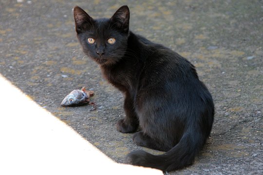 太田区のねこ
