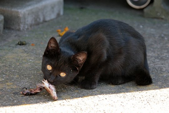 太田区のねこ