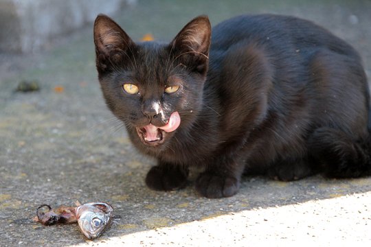 太田区のねこ