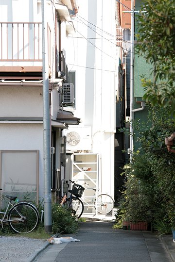 太田区のねこ
