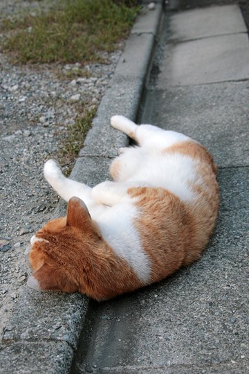 太田区のねこ