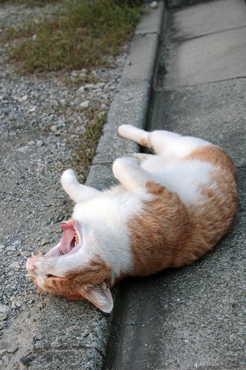 太田区のねこ