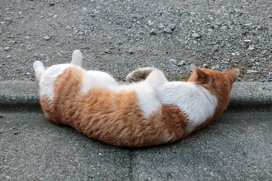 太田区のねこ