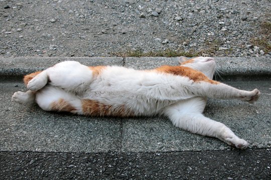 太田区のねこ