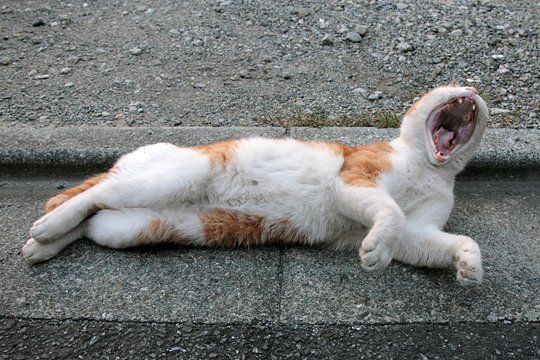 太田区のねこ